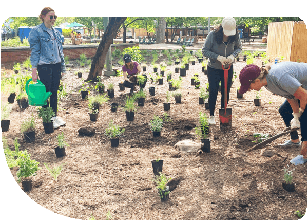 Plantation activity